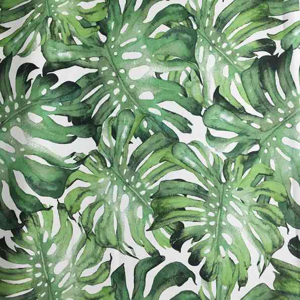 Magic Forest Monstera 11