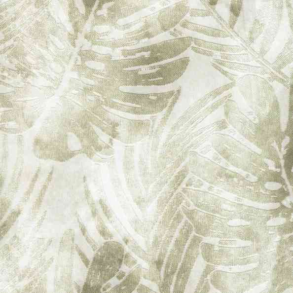 Monstera 47
