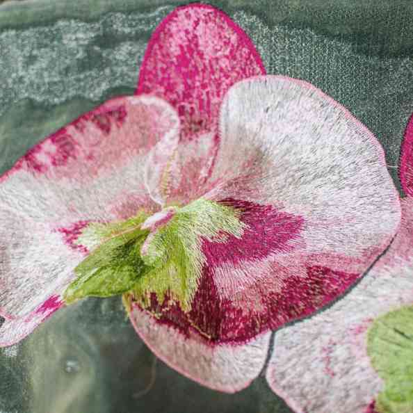 Cotulor Rose