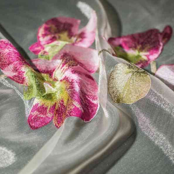 Cotulor Rose