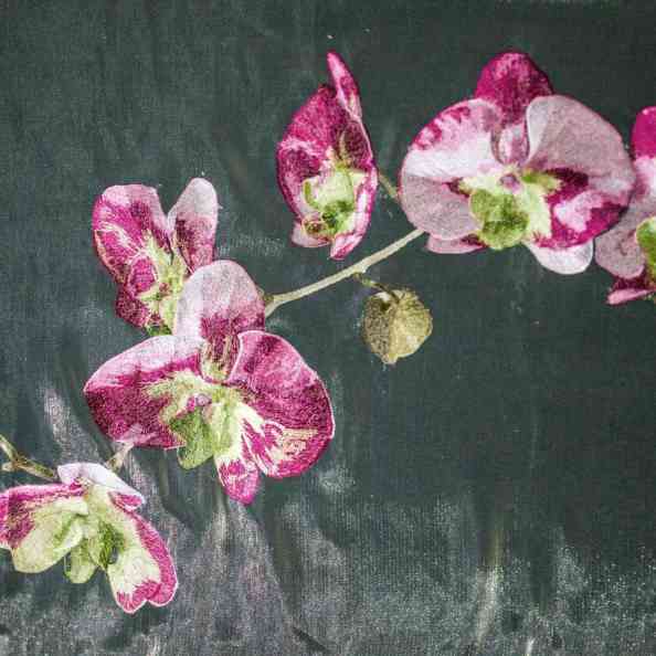 Cotulor Rose