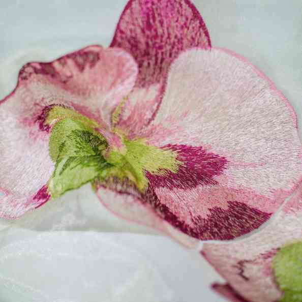 Cotulor Rose